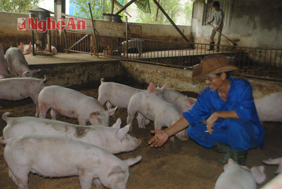 Trang trại chăn nuôi lợn ở Đô Lương, ảnh tư liêu, minh họa