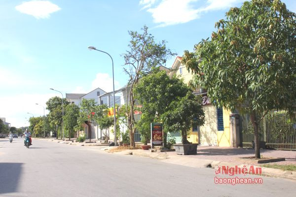 Một cây mới được người dân bứng về trồng trên đường Nguyễn Năng Tĩnh.