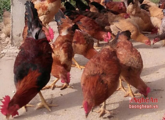 Đàn gà nhà chị Sâm