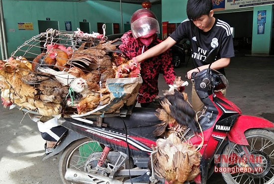 Hàng tháng thương  lái đến mua gà tại vườn
