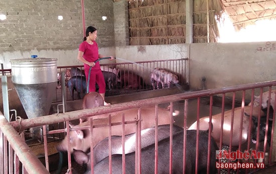 Chị Sâm còn nuôi lợn thịt 