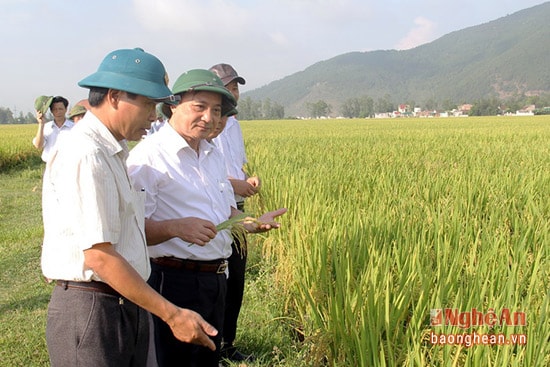 Lúa NA6 của Công ty Vật tư Nông nghiệp Nghệ An sản xuất