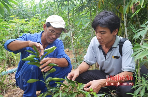 Theo ông Đặng Anh Tuấn, vùng đồi Ma Ka xưa không thể trồng nổi bất kỳ một loại cây gì. Lên đây lập nghiệp từ năm 1994, đến hàng chục năm sau, khi nghề chăn nuôi thành công, cũng là lúc Ma Ka có màu xanh cây lá. Trong ảnh: Giống cây bưởi Diễn mới được ông Đặng Anh Tuấn đưa về trồng đại trà trên vùng đồi Ma Ka.