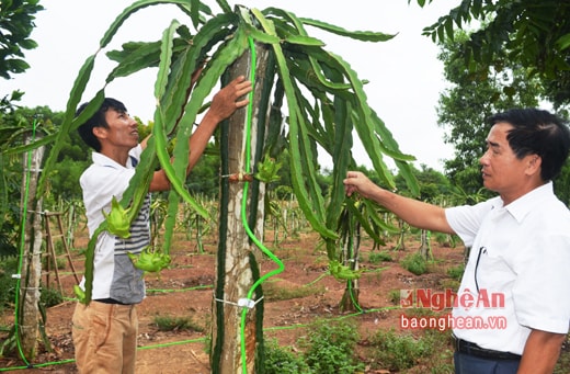 Tràng trại của Đặng gia, doanh thu hàng năm xấp xỉ khoảng 15 tỷ đồng; trừ chi phí, lãi ròng khoảng 1 tỷ đồng. Ngoài ra, ông còn có thu hoạch từ trồng các loại cây keo, sắn; tới đây, ông còn có thu nhập từ 1 ha thanh long lòng đỏ. Nhờ làm kinh tế trang trại giởi, lại đảm bảo môi trường, có nhiều đóng góp cho xã hội, giúp đỡ được người dân trên địa bàn nên ông Đặng Anh Tuấn đang được Hội Nông dân tỉnh lựa chọn để Hội Nông dân Việt Nam xét tặng danh hiệu Nông dân Việt Nam tiêu biểu. Trong ảnh: Cây thanh long lòng đỏ của trang trại Đặng gia đang cho lứa quả đầu.