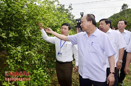 Thủ tướng Nguyễn Xuân Phúc thăm mô hình trang trại tại xã Nam Giang, Nam Đàn.