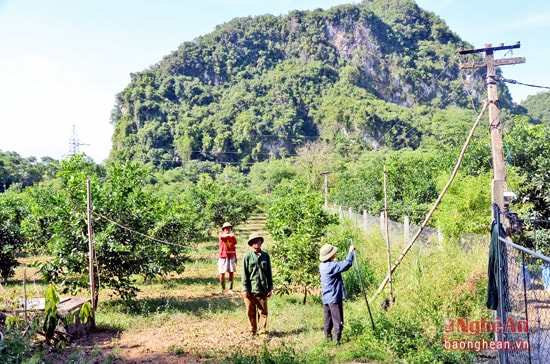 Cử tri Anh Sơn kiến nghị cần có cơ chề hỗ trợ cho những hộ dân tham gia trồng và phục hồi thương hiệu cam Bãi Phủ.