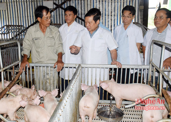 Trang trại chăn nuôi lợn giống ngoại của ông Đăng Anh Tuấn mối năm cung ứng 2.300 con lợn giống.