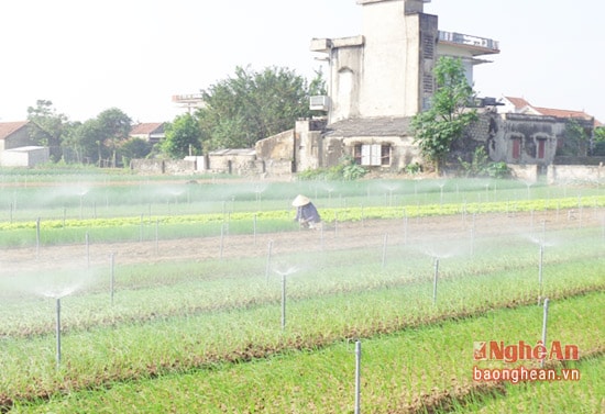 Cần hỗ trợ giá điện cho nhân dân vùng bãi ngang trong việc tưới nước cho rau màu