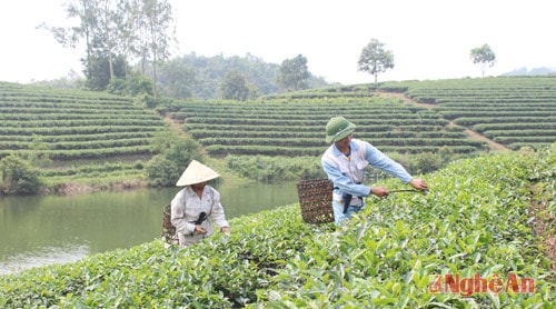 Thu hoạch chè tại xã Thanh Thịnh, huyện Thanh Chương. Ảnh tư liệu