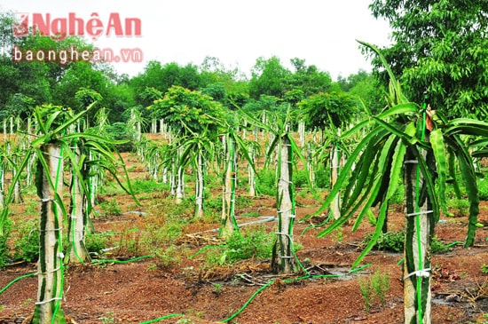 Cây Thanh long ruột đỏ