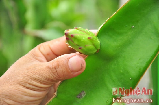 Nụ mầm hoa thanh long đang trổ lứa bói 