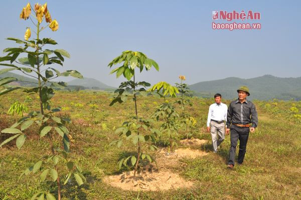 Rừng trồng của Công ty Lâm nghiệp sông Hiếu tại xã Nghĩa Mai (Nghĩa Đàn).