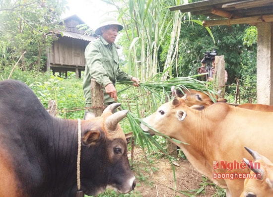 Ông Cụt Văn Hòa chăm sóc đàn bò.