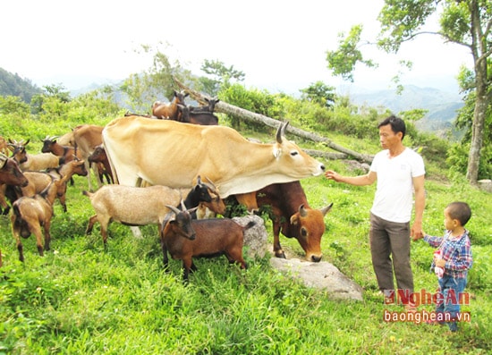 Học tập theo cách nuôi bò của ông Hòa, nhiều gia đình trong bản Phà Khốm đã thành lập gia trại chăn nuôi, phát triển kinh tế mang lại hiệu quả kinh tế cao.