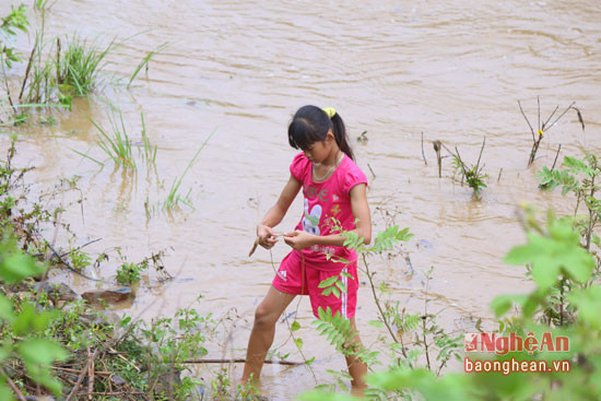 Dù nước sông lên cao nguy hiểm nhưng nhiều em nhỏ vẫn ra sông để tham gia vớt củi.