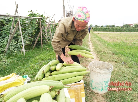 Những loại cây hàng hóa được thương lái thu mua đến tận nơi, được bà con nông dân yên tâm tiếp tục đầu tư trồng 3 vụ/năm