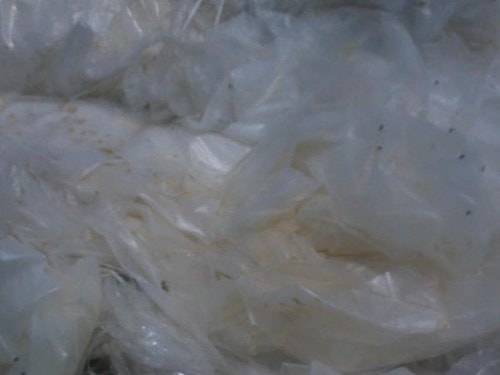 túi nilon, đựng thực phẩm, nhựa tái chế, độc hại,cá nhiễm độc