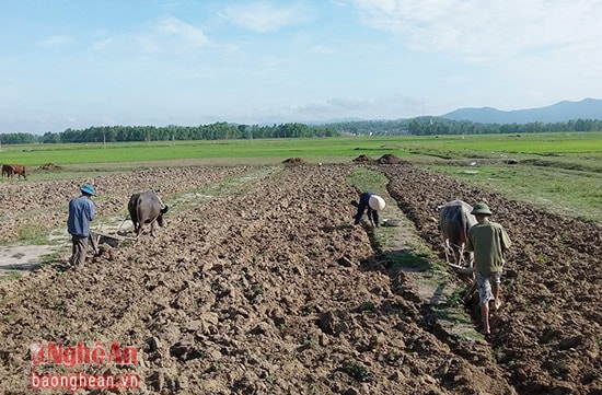 Nông dân Nghi Thịnh (Nghi Lộc) tranh thủ có mưa sản xuất vụ Thu - Đông, trên diện tích đất bị hạn