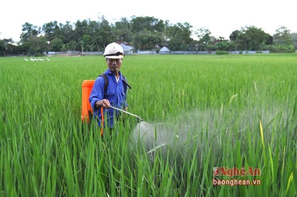 Nông dân phun thuốc trừ sâu cuốn lá.