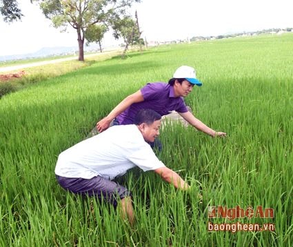 Cán bộ Trạm Trồng trọt - BVTV Yên Thành phối hợp với địa phương thường xuyên thăm đồng, theo dõi diễn biến của sâu cuốn lá nhỏ để hướng dẫn bà con nông dân phun trừ kịp thời. Ảnh: Xuân Hoàng