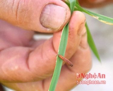 Nhộng con của sâu cuốn lá.Ảnh: Xuân Hoàng