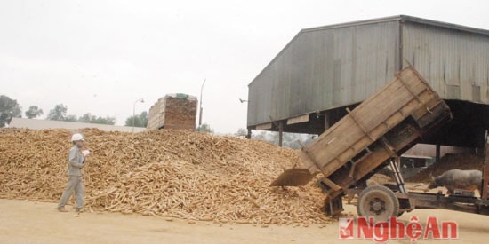Thu mua sắn nguyên liệu tại nhà máy chế biến tinh bột sắn Thanh Chương, ảnh Đình Hà