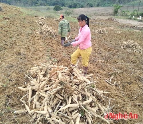 Bà con nông dân thu hoạch sắn, ảnh minh họa, Huyền Trang