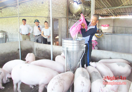 Mô hình nuôi lợn của gia đình anh Anh Lê Văn Thảo – Làng Chong,xã Nghĩa Yên