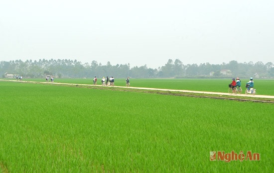 Hệ thống giao thông nội đồng của xã Hòa Sơn, Đô Lương được đầu tư bài bản, gắn với quy hoạch xây dựng cánh đồng mẫu lớn.