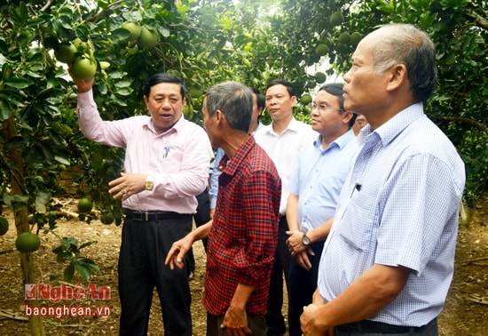 Gia đình ông Đào Duy Bảy trồng giống bưởi Diễn đã 9 năm và cho thu hoạch được 4 năm. Bưởi Diễn của gia đình ông được bán từ Rằm tháng 11 trở đi và chủ yếu phục vụ Tết Nguyên đán.