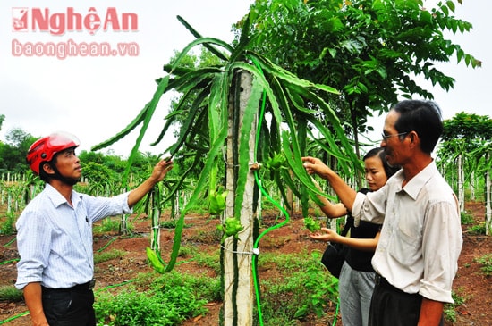 Đô Lương đã xây dựng nhiều mô hình trang trại có hiệu quả cao. Trong ảnh: Mô hình anh Đặng Anh Tuấn ở xóm 7, Xuân Sơn trồng thanh long ruột đỏ