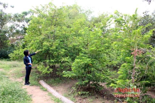 Thông thường, một cây na trồng trong tầm 3 năm sẽ cho ra quả. Cây na dễ tính, chỉ cần chăm bón phân ngay từ khi mới trồng và không bị ảnh hưởng xấu bởi thời tiết thất thường thì sẽ dễ dàng cho quả sai và ngọt. Nên na Nghi Đức được rất nhiều người ưa chuộng và tìm đến tận vườn để mua.