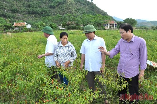 Mô hình ớt cay xuất khẩu ở tại xã Lục Dạ (Con Cuông). Ảnh: Hữu nghĩa