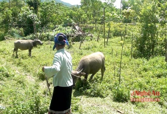 Từ 6 triệu đồng vốn vay, chị tiến phát triển chăn nuôi, sản xuất, vươn lên thoát nghèo, trở thành hộ giàu ở xã vùng biên Tri Lễ (Quế Phong).