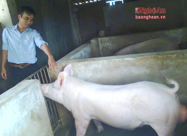 Mô hình lợn đực giống áp dụng thụ tinh nhân tạo ở xã Minh Thành (Yên Thành).