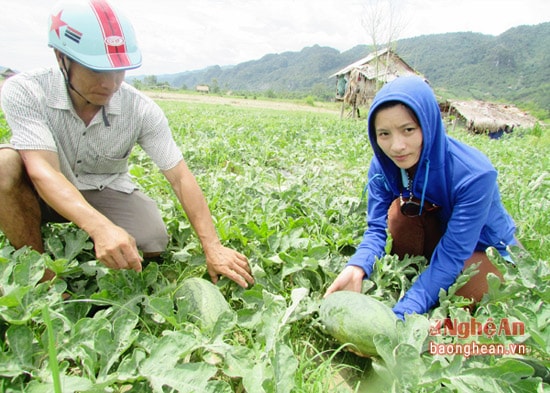 Mô hình trồng dưa hấu của ông Lô Văn Điệp ở xã Lục Dạ (Con Cuông).