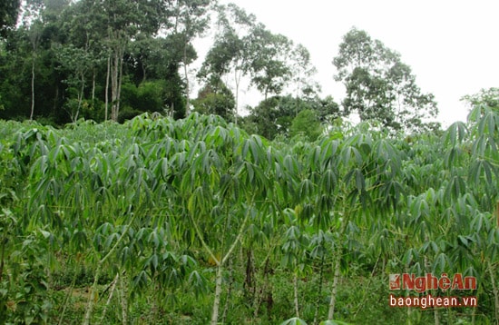 Dien tich săn cua gia dinh anh Tuong