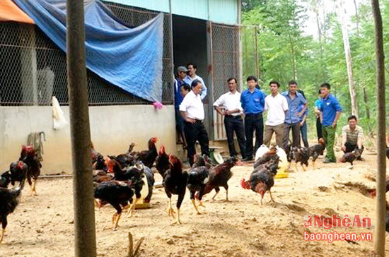 Mô hình chăn nuôi gà của anh Trần Hữu Đức ở xóm 7, xã Thuận Sơn (Đô Lương).