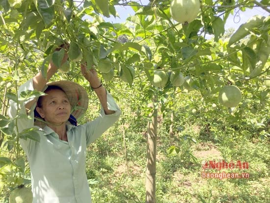 Chị Tiến kiểm tra, chăm sóc diện tích chanh leo sắp thu hoạch.