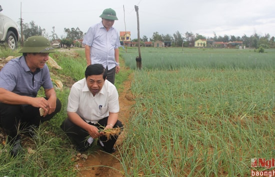 Ông sau đó đến cánh đồng trồng hành tại huyện Quỳnh Lưu thị sát.