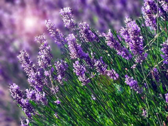 hoa oải hương là một trong những vị thảo dược có tác dụng làm dịu các triệu chứng lo âu một cách hữu hiệu