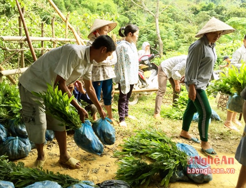 Người dân bản Cu nhận cây giống về trồng