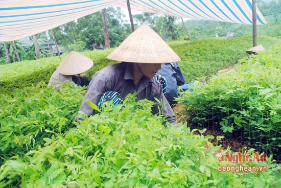 Sản xuất cây giống tại HTX sản xuất kinh doanh cây giống lâm nghiệp Tân Hương, huyện Tân Kỳ