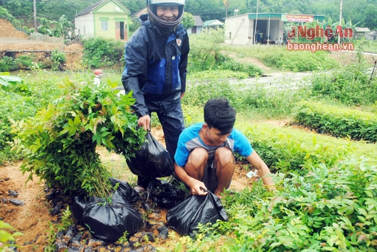 Ngoài cây keo, người dan còn ươm các loại cây giống lâm nghiệp bản địa như: lát, xoan, xà cừ...