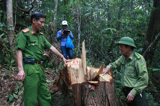 Cơ quan chức năng kiểm tra hiện trường vụ phá rừng ở Quảng Nam.
