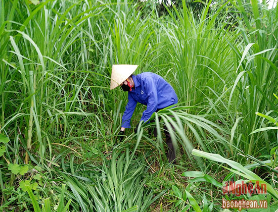 Nhiều nông dân xã Đỉnh Sơn, Anh Sơn đã chuyển đổi đất sản xuất sang trồng cỏ tập trung vào chăn nuôi bò vỗ béo. 