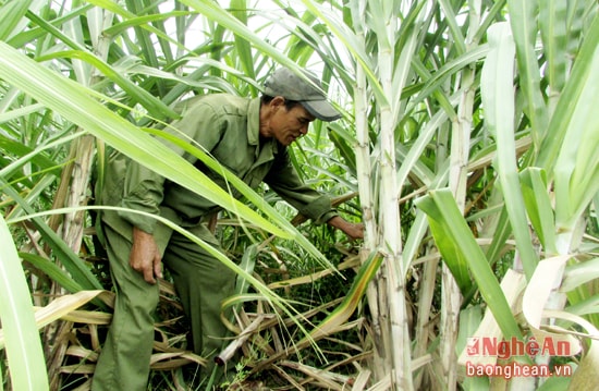 Mô hình chuyển đổi 11 ha đất trồng ngô sang trồng mía đang phát huy hiệu quả.