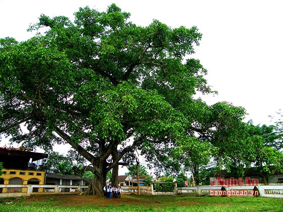 Cùng với hang Rú Ấm (xã Nghĩa Đức), Cây Đa Làng Trù đã được UBND tỉnh công nhận Di tích cách mạng năm 2012.