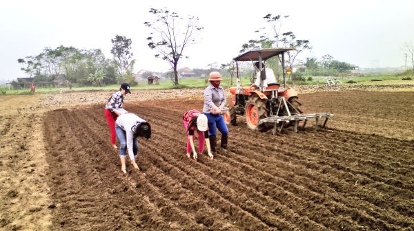 Gieo trồng vụ đông ở huyện Diễn Châu. Ảnh: Mai Giang