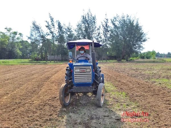 Nông dân Diễn Trung (Nghi Lộc) sản xuất vụ đông sớm, trên diện tích đất hạn không sản xuất hè - thu được. Ảnh: Thu Hiền